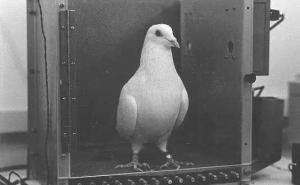 ӵΪ'SUPERSTITION' IN THE PIGEON