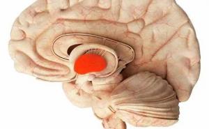 Science：大脑如何形成感官记忆